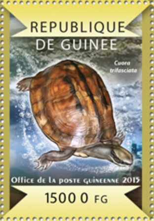 Golden coin turtle (Cuora trifasciata)