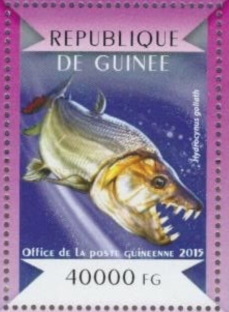 Goliath tigerfish (Hydrocynus goliath)