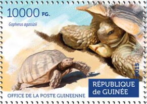 Gopherus agassizii