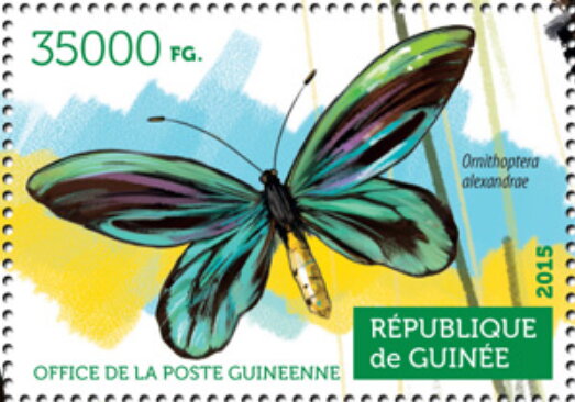 Ornithoptera alexandrae