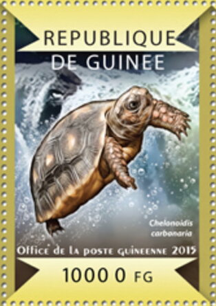 Red-footed tortoise (Chelonoidis carbonarius)