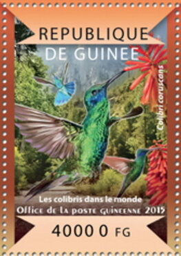 Sparkling Violetear (Colibri coruscans)