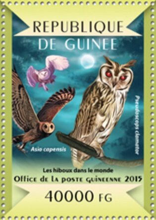 Striped Owl (Pseudoscops clamator)-Marsh Owl (Asio capensis)