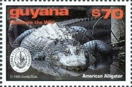 American Alligator (Logo at Left)