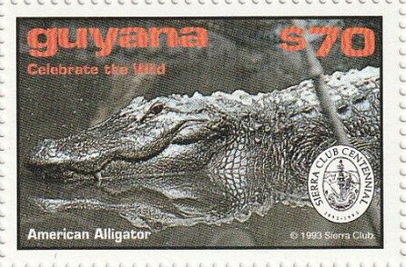 American Alligator (Logo at Right)