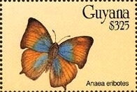 Stamp, Anaea eribotes, Guyana,  , Animals (Fauna), Butterflies and Moths, Insects