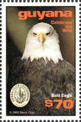 Bald Eagle