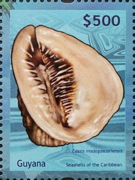 Cassis madagascariensis