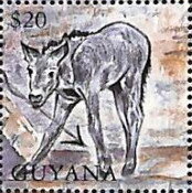 Donkey Foal