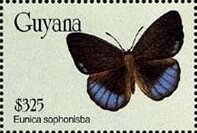 Eunica sophonisba