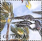 Frigate Bird and Palm Fronds