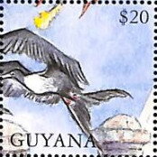 Frigate Bird, Pillars and Sail at Bottom Right