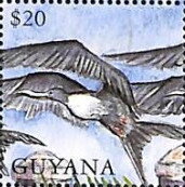 Frigate Birds and Tops of Stone Pillars
