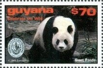 Giant Panda