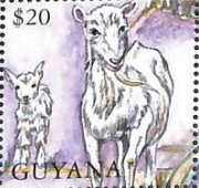 Goat and Kid