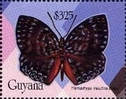 Hamadryas velutina