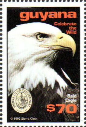 Head of Bald Eagle