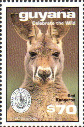 Stamp, Head of Bald Eagle, Guyana,  , Animals (Fauna), Kangaroos, Mammals