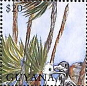 Heads of Adult and Immature Frigate Birds and Palm Trees