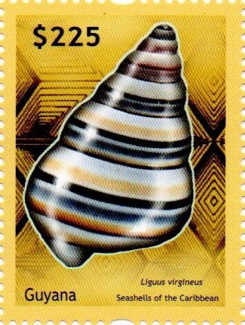 Liguus virgineus