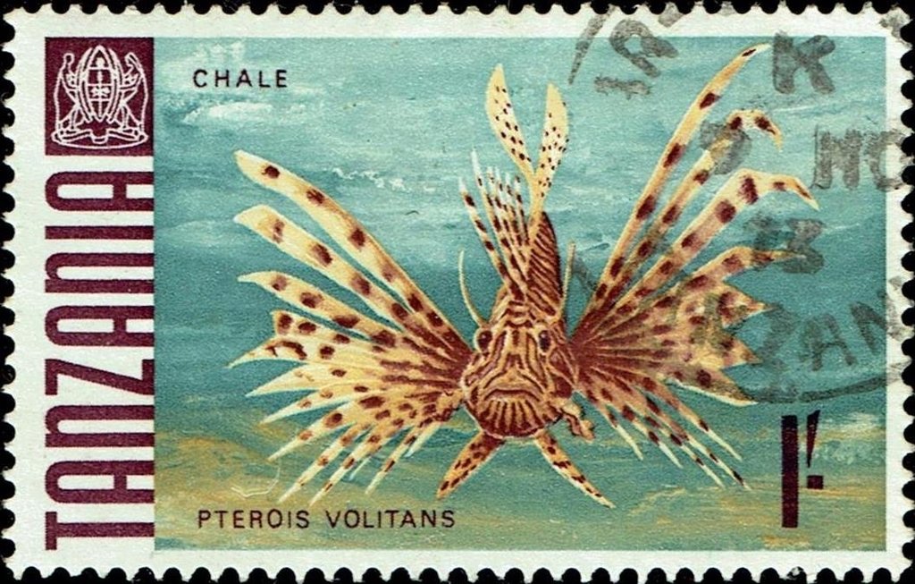 Red Lionfish (Pterios volitans)
