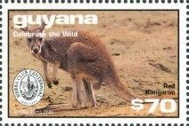 Stamp, Red Kangaroo, Guyana,  , Animals (Fauna), Kangaroos, Mammals