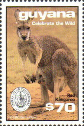Red Kangaroo with Young