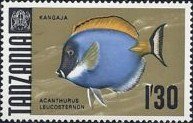 Stamp, Powderblue Surgeonfish (Acanthurus leucosternon), Tanzania,  , Animals (Fauna), Fishes