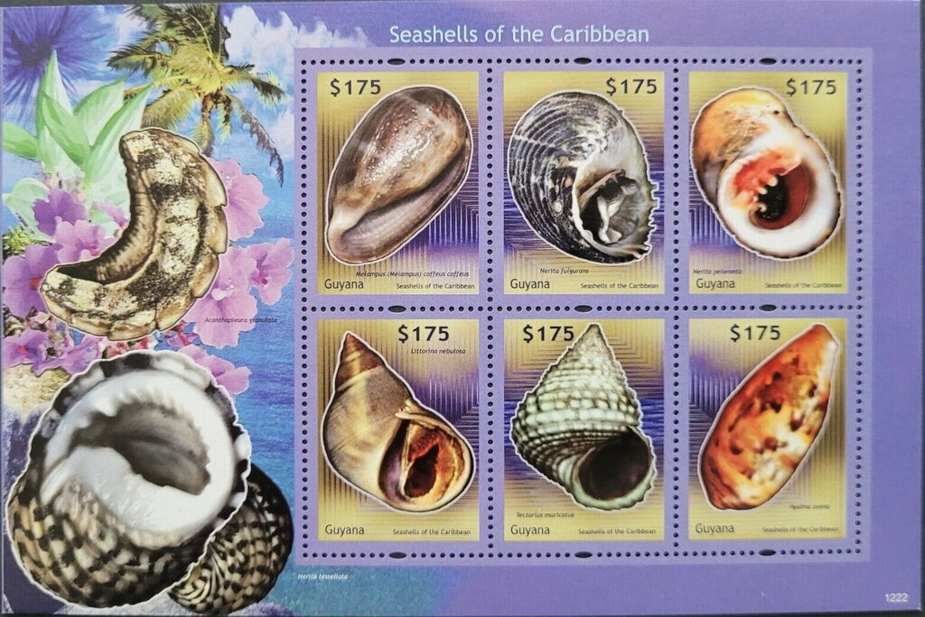 Seashells of the Caribbean