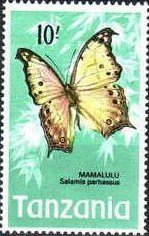 Forest Mother-of-pearl (Salamis parhassus)
