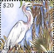 Standing Heron