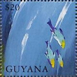 Turquoise and Purple Fishes