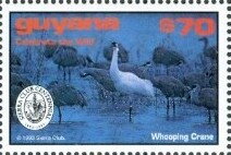 Stamp, Whooping Crane Facing Left, Guyana,  , Animals (Fauna), Birds, Cranes (Birds)