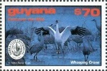 Whooping Crane in Courtship Display