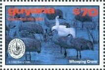 Whooping Crane Looking Right