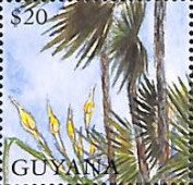 Yellow Arum Lilies and Palm Trees