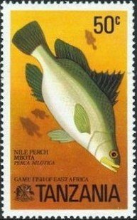 Nile perch (Lates niloticus)