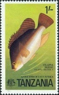 Nile tilapia (Oreochromis niloticus)
