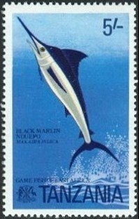 Black Marlin (Makaira indica)