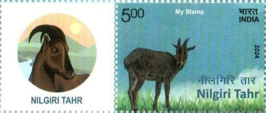 Nilgiri tahr (Nilgiritragus hylocrius)