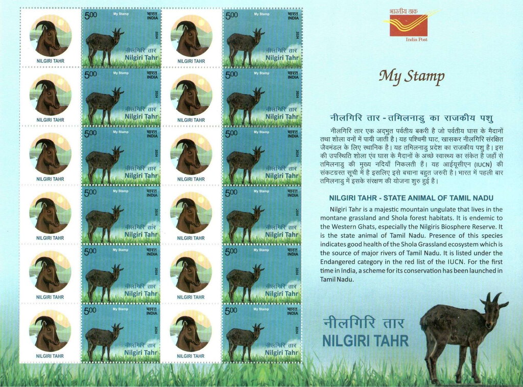 Nilgiri tahr (Nilgiritragus hylocrius)