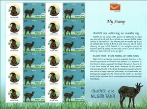 Full Pane, Nilgiri tahr (Nilgiritragus hylocrius), India,  , Goats