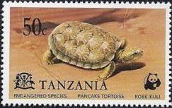 Pancake Tortoise (Malacochersus tornieri)