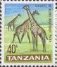 Giraffe (Giraffa camelopardalis) in Mikumi National Park