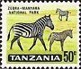 Stamp, Zebra (Equus sp.) in Manyara National Park, Tanzania,  , Mammals, Zebras, Animals (Fauna)