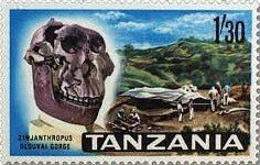 Skull of Zinjanthropus