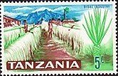 Sisal Plantation