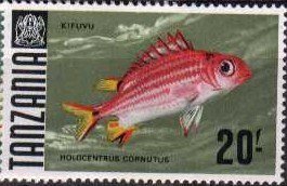 Horned Squirrelfish (Holocentrus cornutus)