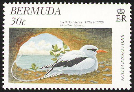 White-tailed Tropicbird (Phaethon lepturus)