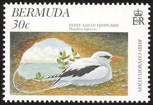 Stamp, White-tailed Tropicbird (Phaethon lepturus), Bermuda,  , Birds